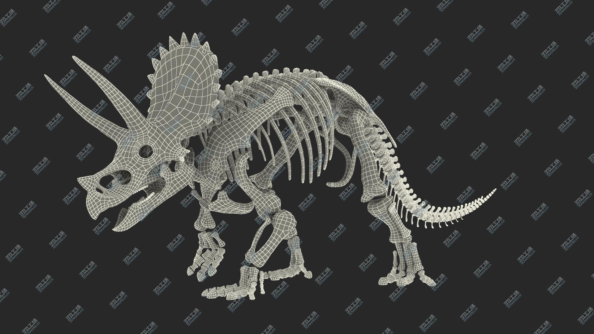 images/goods_img/2021040165/Triceratops Fossil Walking Pose 3D model/4.jpg